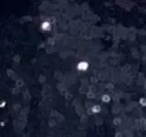 مشکی